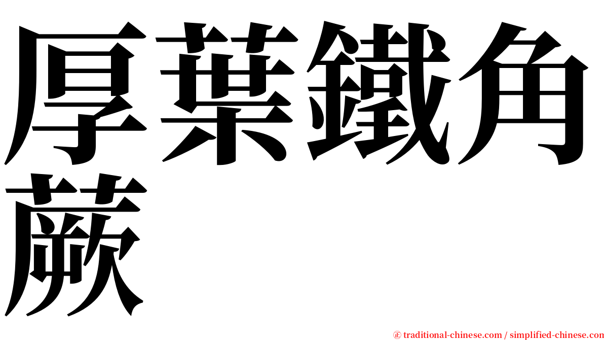 厚葉鐵角蕨 serif font