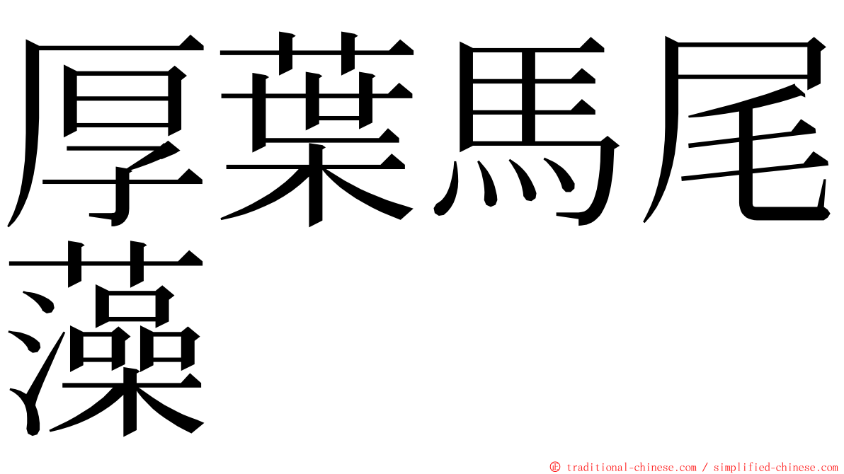 厚葉馬尾藻 ming font