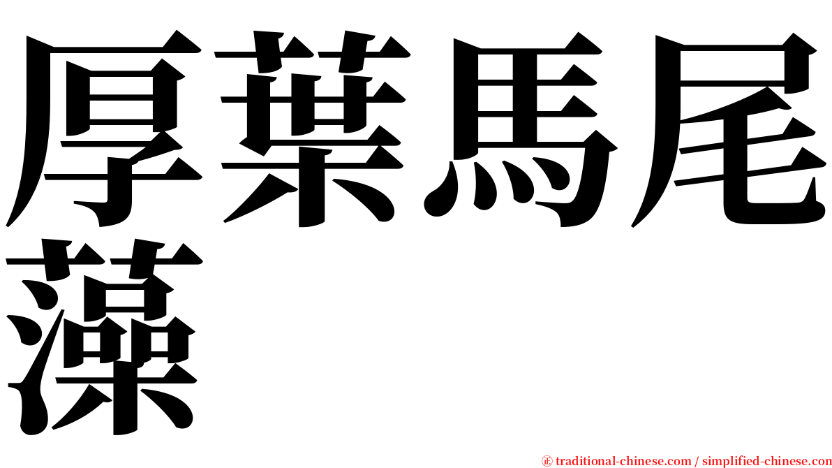 厚葉馬尾藻 serif font