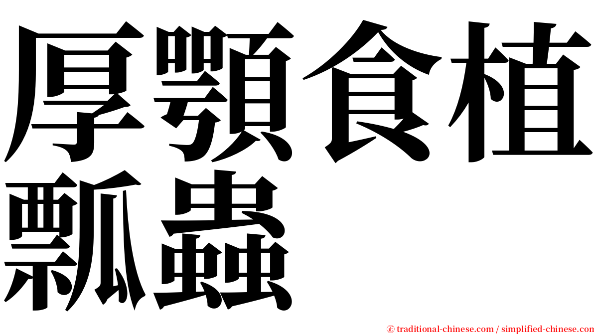 厚顎食植瓢蟲 serif font