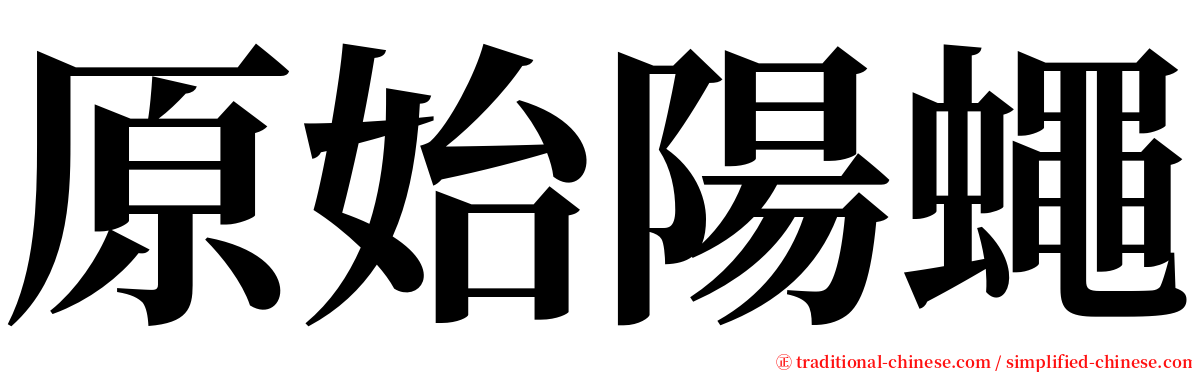 原始陽蠅 serif font