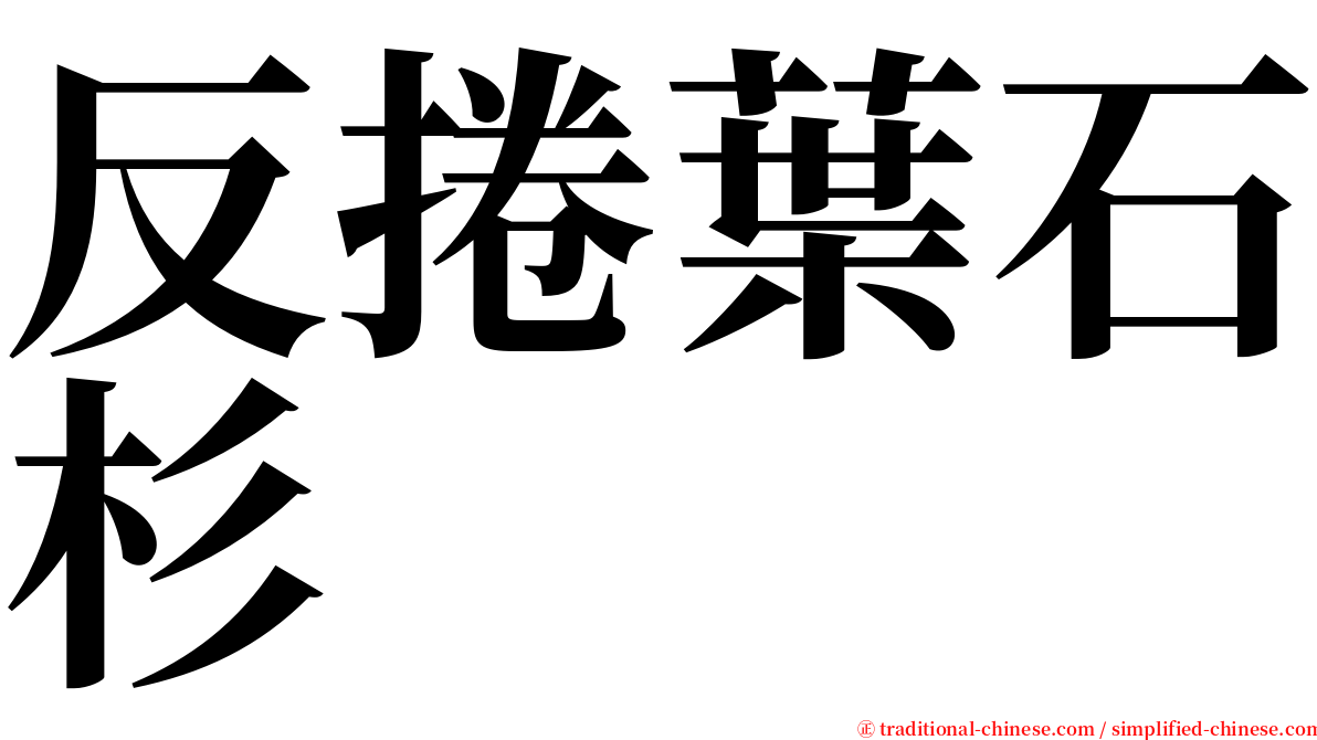 反捲葉石杉 serif font