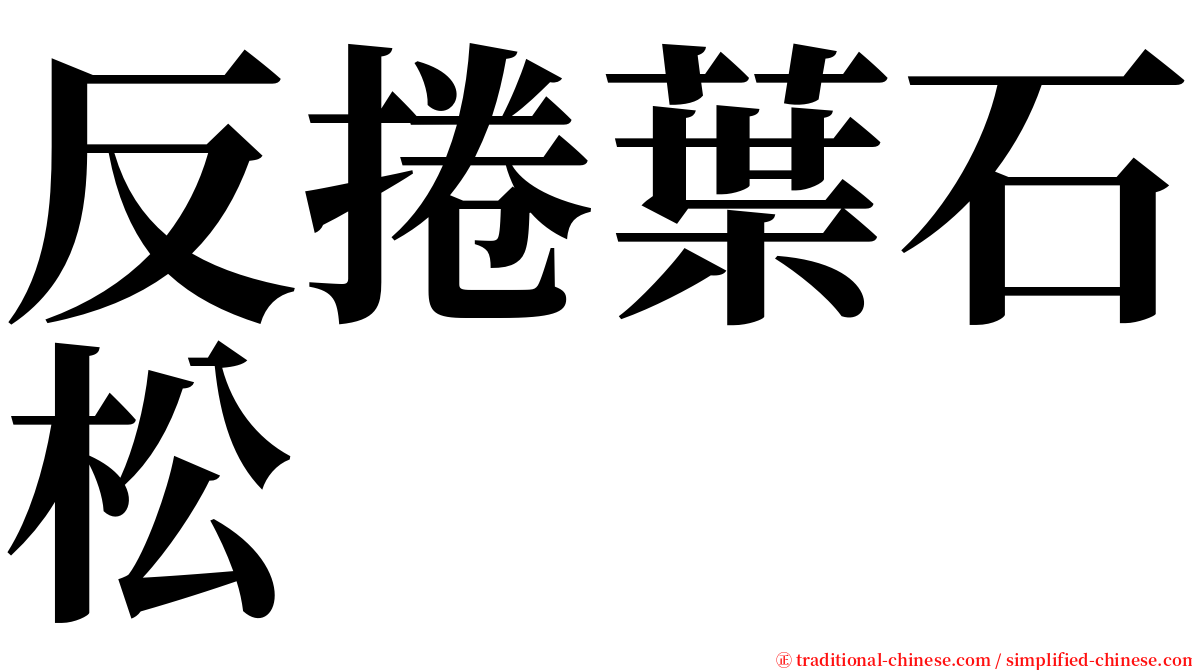 反捲葉石松 serif font