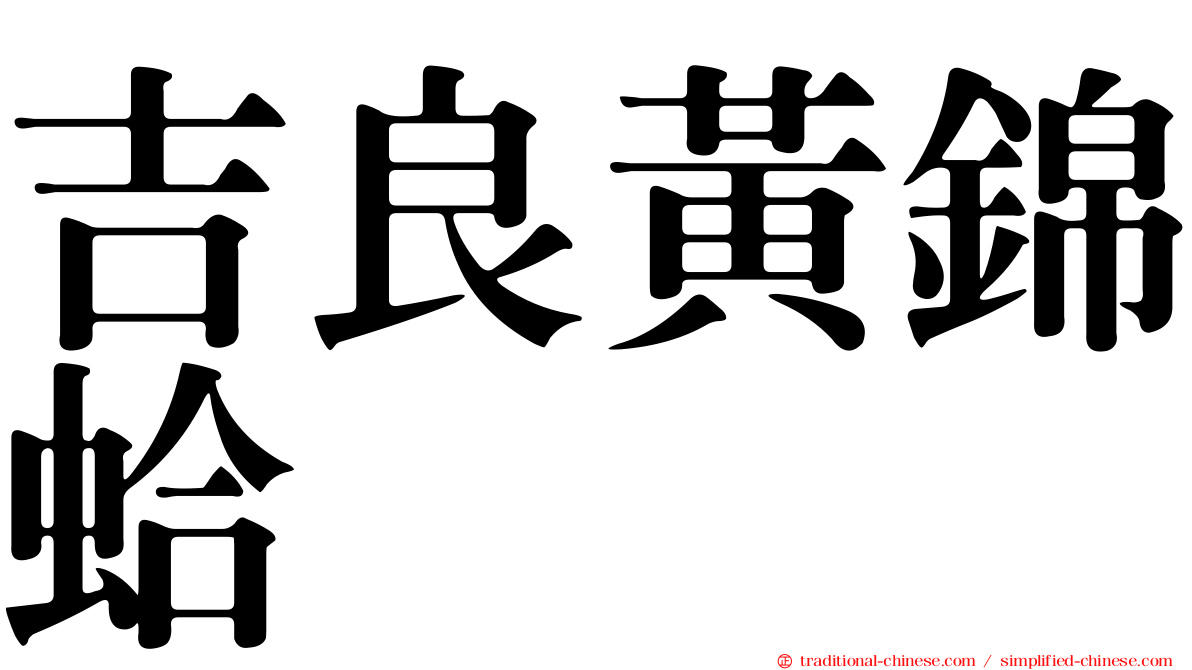 吉良黃錦蛤