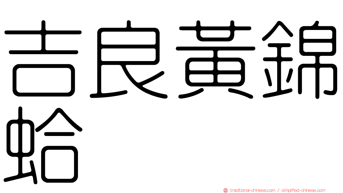 吉良黃錦蛤