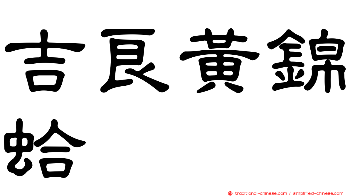 吉良黃錦蛤