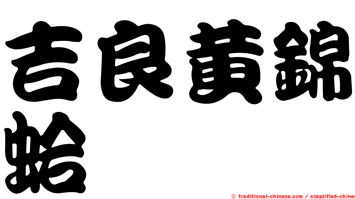 吉良黃錦蛤
