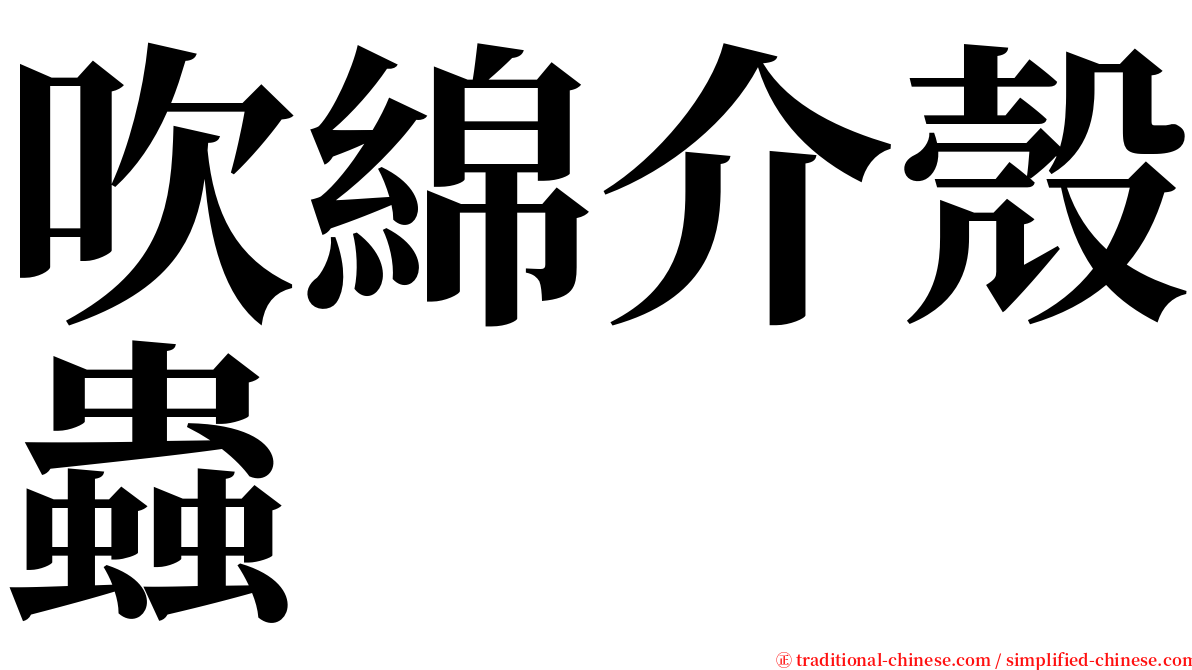 吹綿介殼蟲 serif font