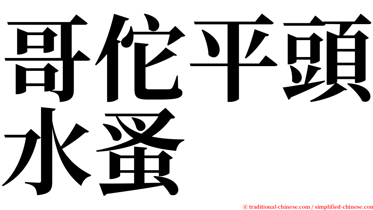哥佗平頭水蚤 serif font