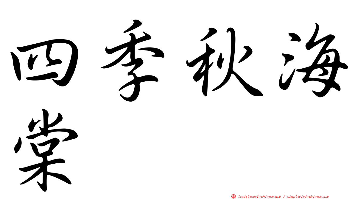 四季秋海棠