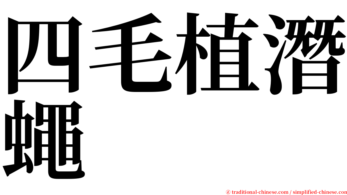 四毛植潛蠅 serif font