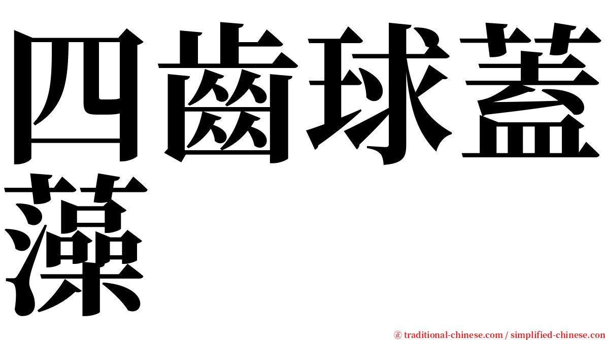 四齒球蓋藻 serif font