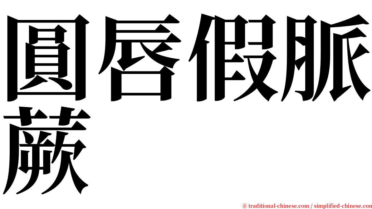 圓唇假脈蕨 serif font