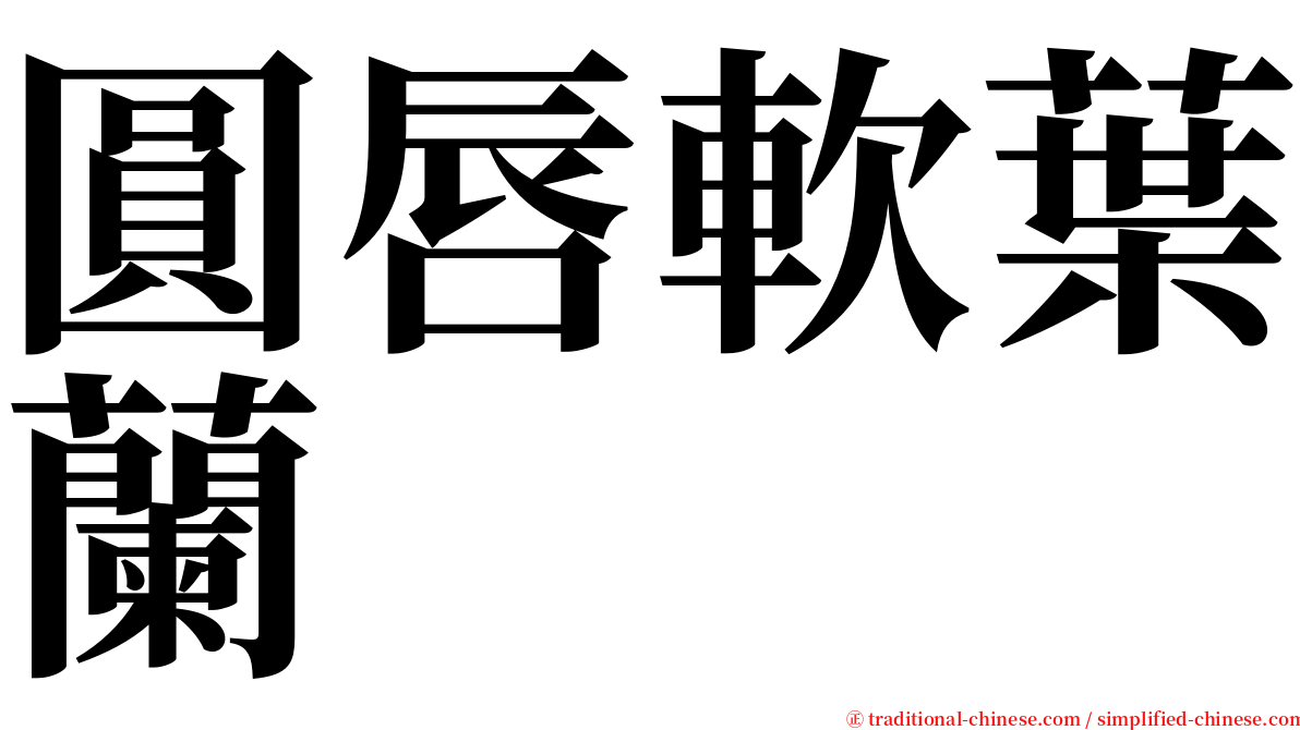 圓唇軟葉蘭 serif font