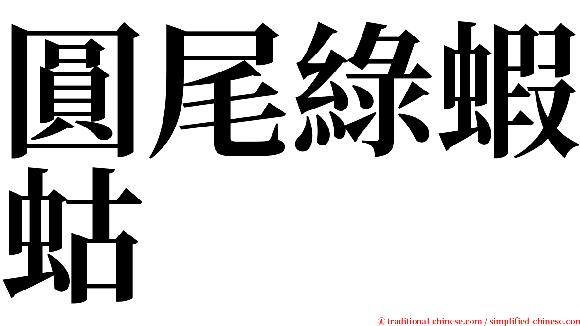 圓尾綠蝦蛄 serif font