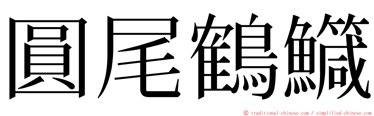 圓尾鶴鱵 ming font