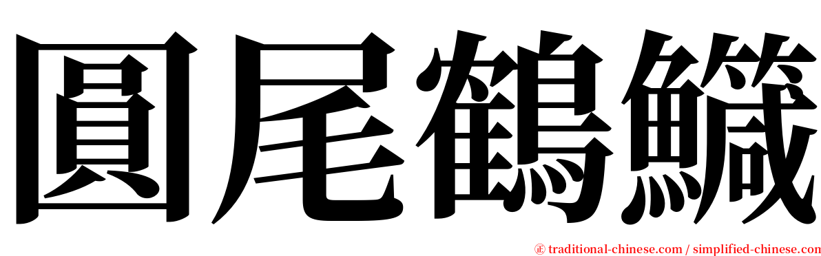 圓尾鶴鱵 serif font