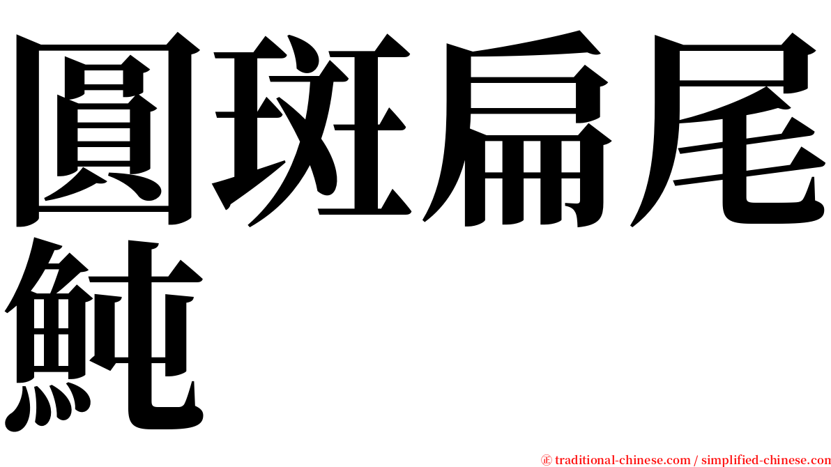 圓斑扁尾魨 serif font