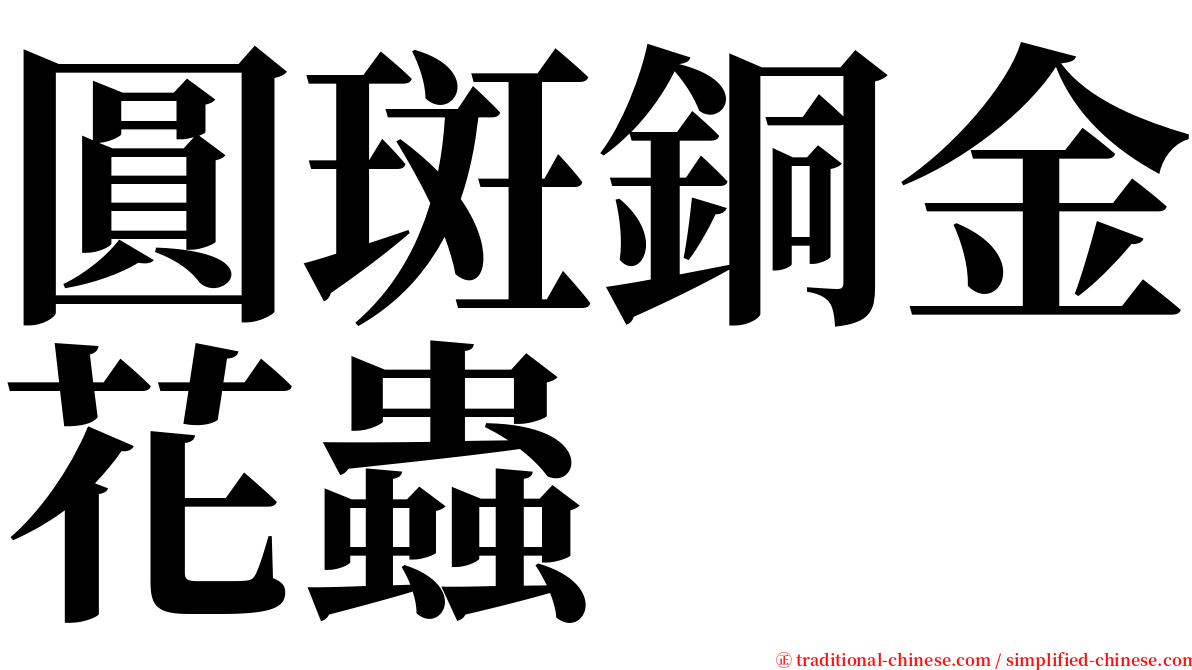 圓斑銅金花蟲 serif font