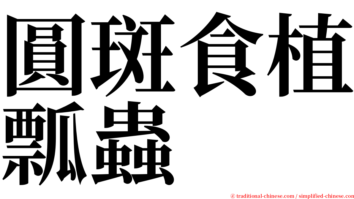 圓斑食植瓢蟲 serif font