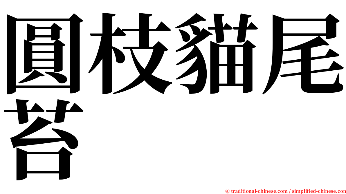 圓枝貓尾苔 serif font