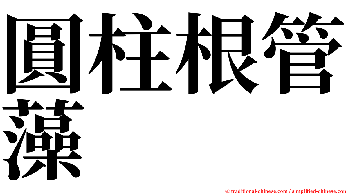 圓柱根管藻 serif font