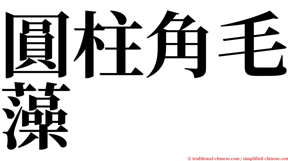 圓柱角毛藻 serif font