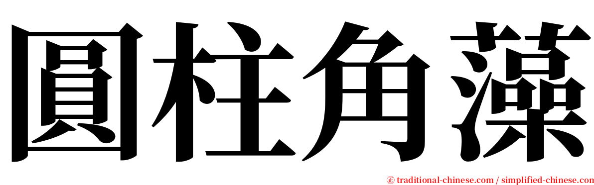 圓柱角藻 serif font