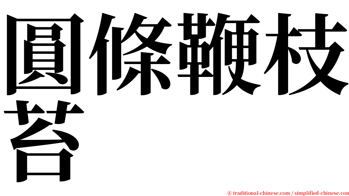 圓條鞭枝苔 serif font