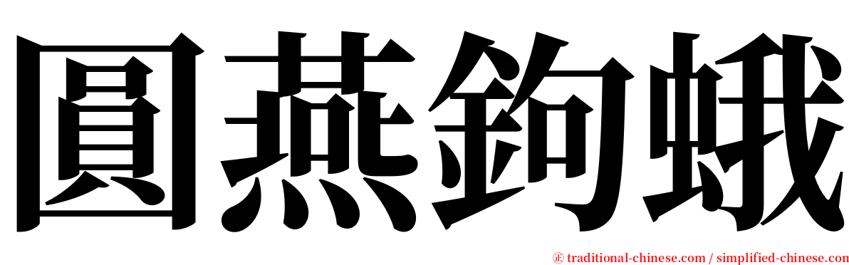 圓燕鉤蛾 serif font