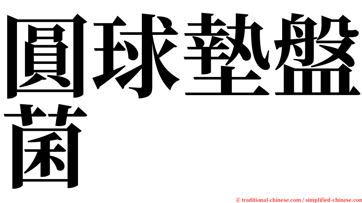 圓球墊盤菌 serif font