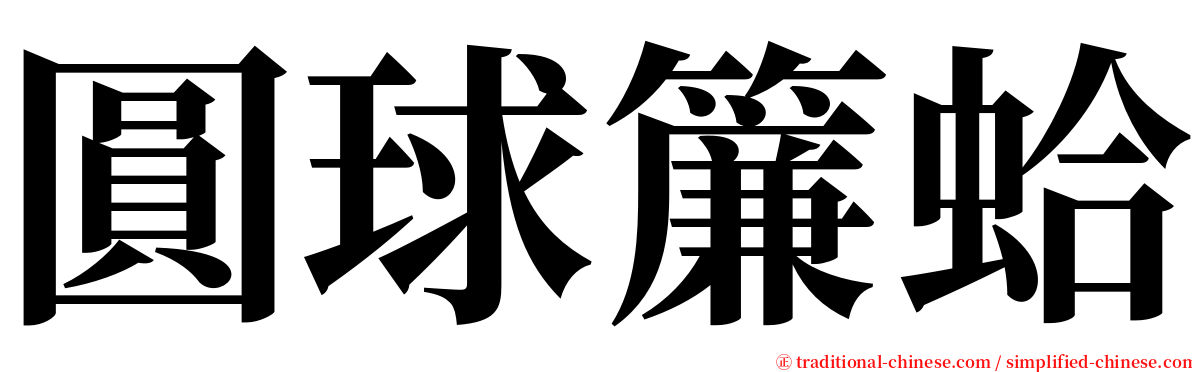 圓球簾蛤 serif font