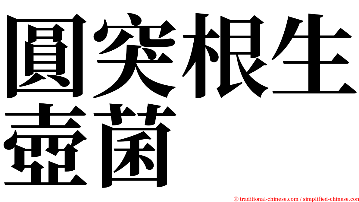 圓突根生壺菌 serif font