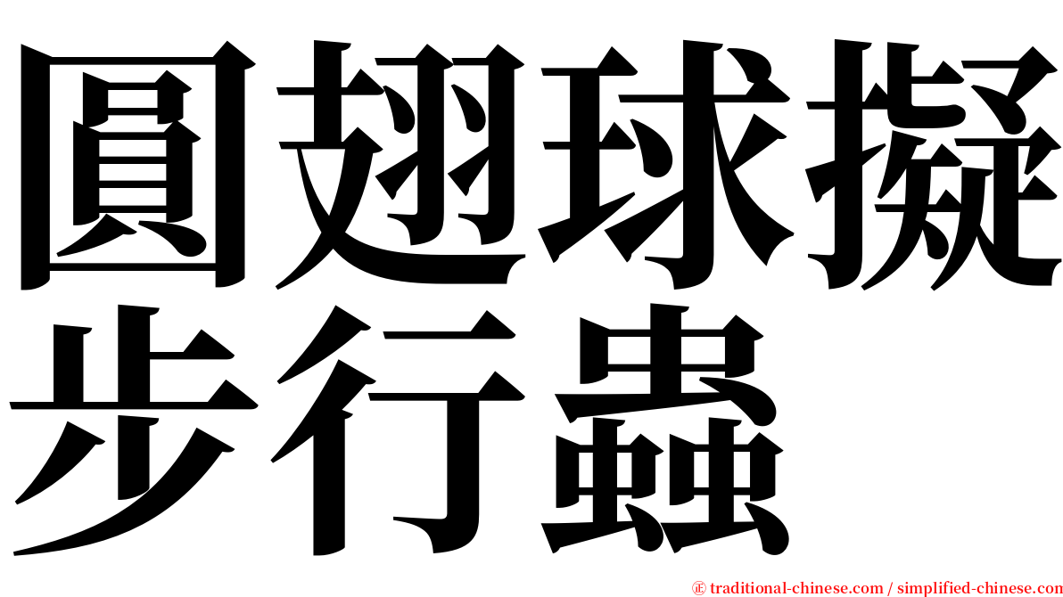 圓翅球擬步行蟲 serif font