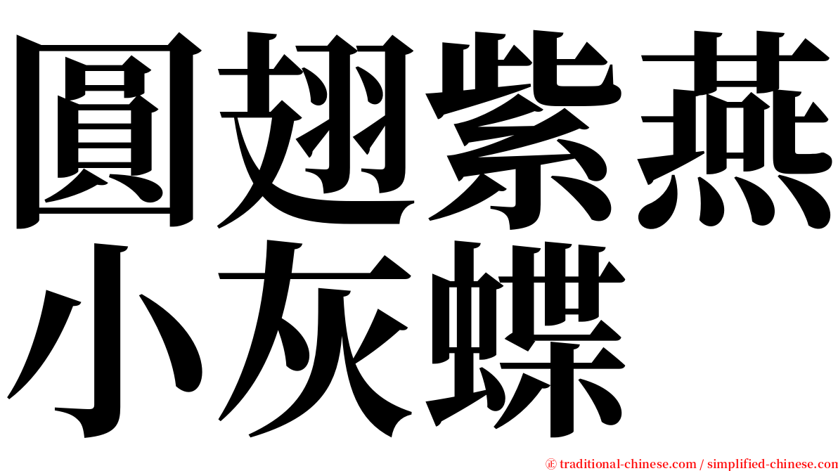 圓翅紫燕小灰蝶 serif font