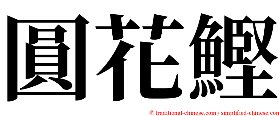 圓花鰹 serif font