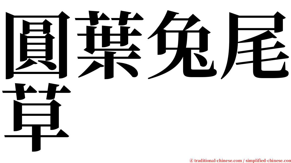 圓葉兔尾草 serif font