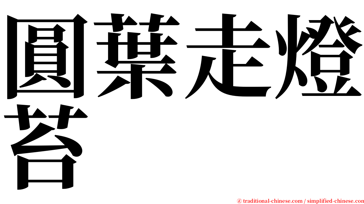 圓葉走燈苔 serif font