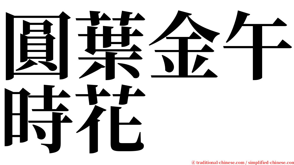 圓葉金午時花 serif font