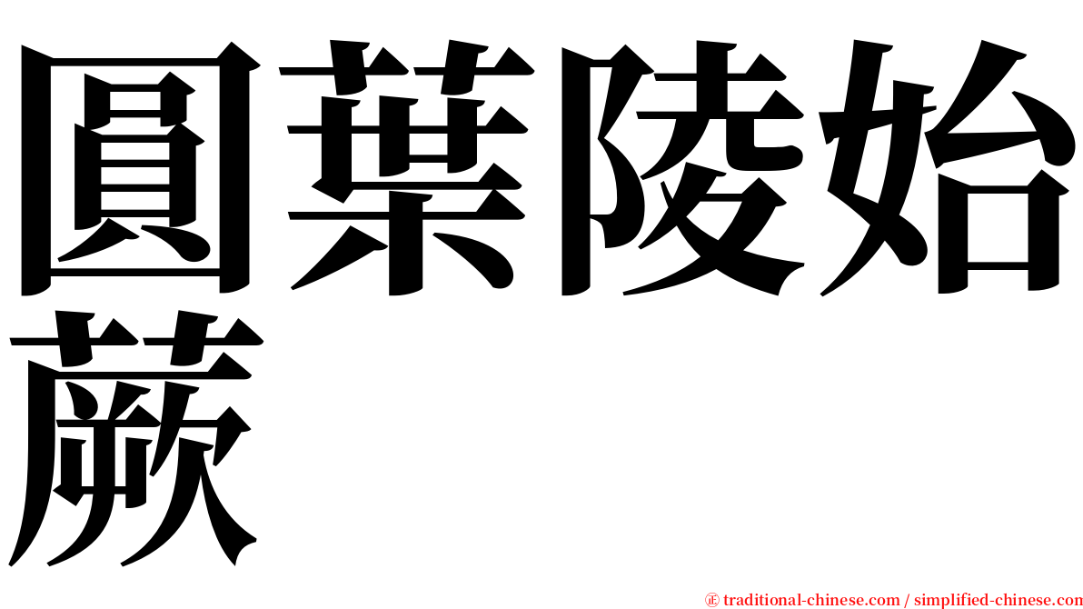 圓葉陵始蕨 serif font