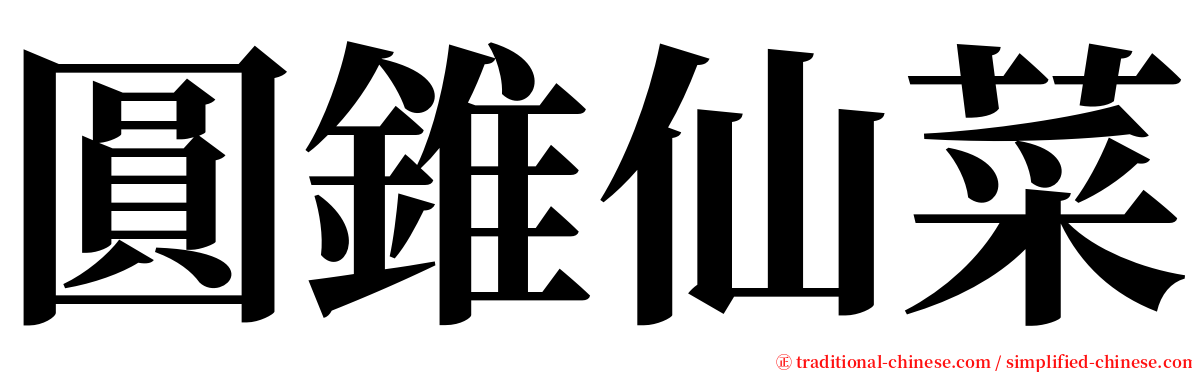 圓錐仙菜 serif font