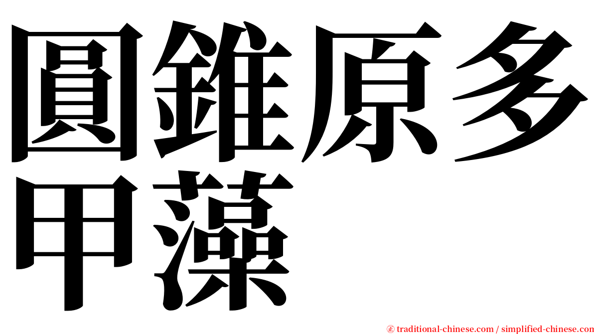 圓錐原多甲藻 serif font