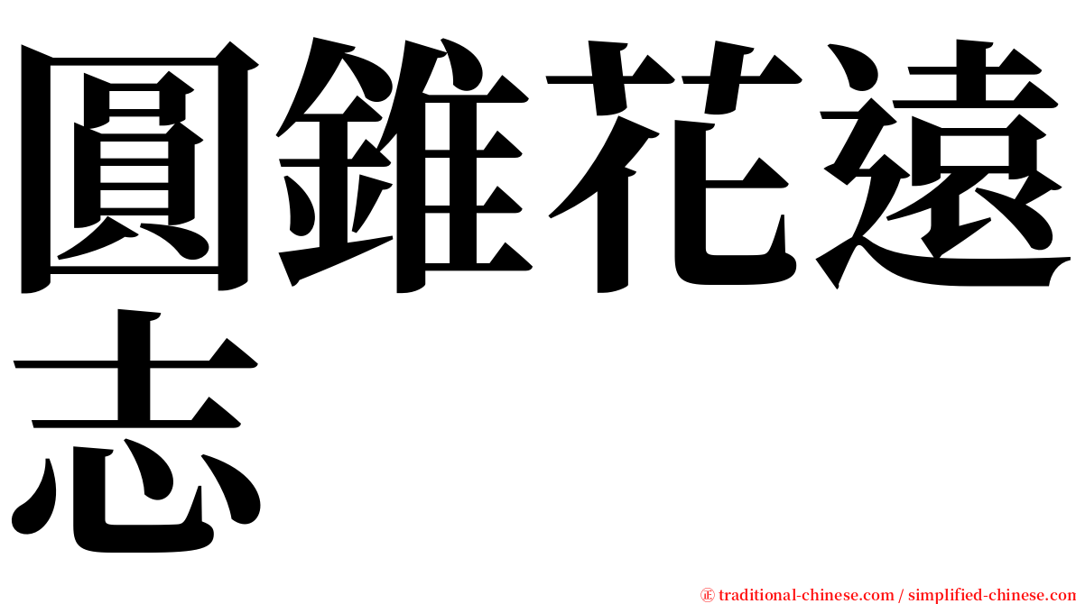 圓錐花遠志 serif font