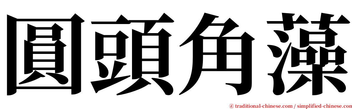 圓頭角藻 serif font