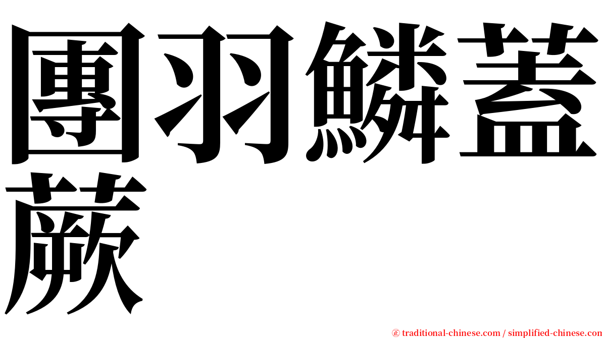 團羽鱗蓋蕨 serif font