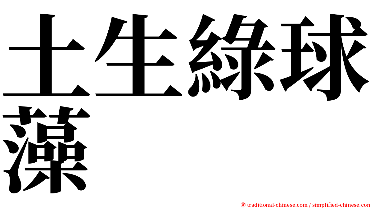 土生綠球藻 serif font