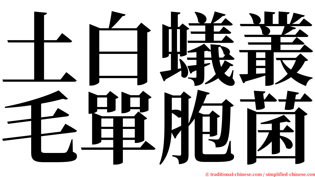 土白蟻叢毛單胞菌 serif font