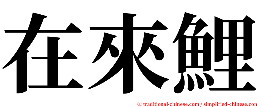 在來鯉 serif font