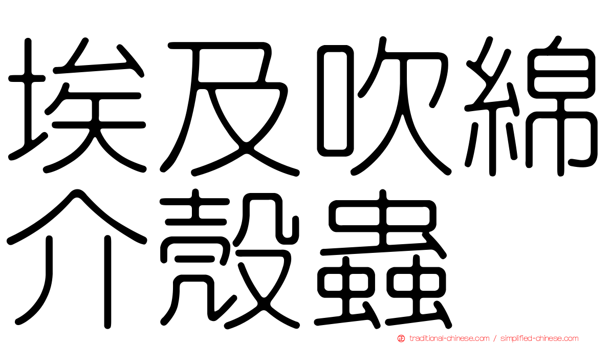 埃及吹綿介殼蟲