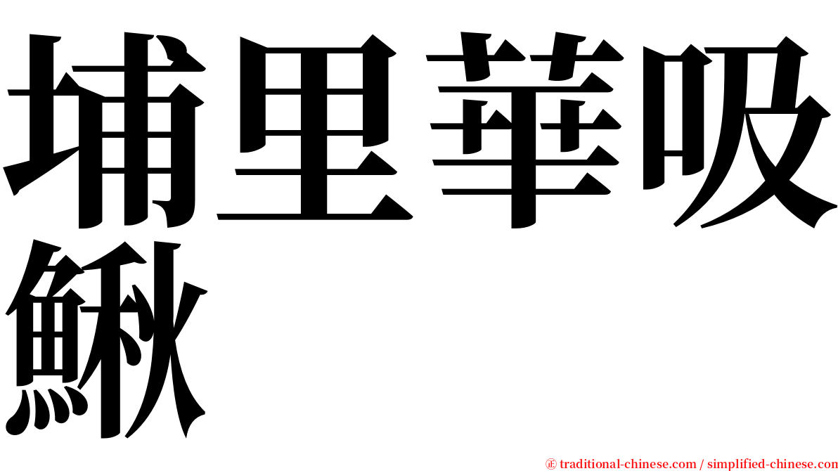 埔里華吸鰍 serif font